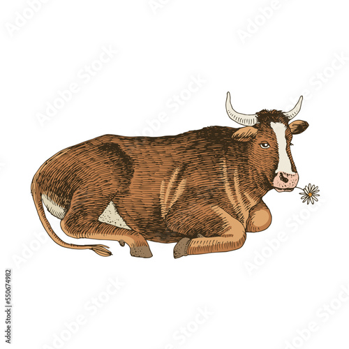 The brown cow is lying.