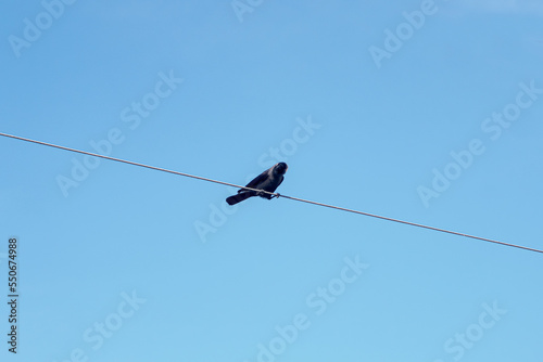 One black Crow sitting the electric ware. © MDSHAFIQUL
