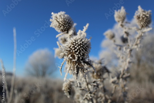 thorn in frost