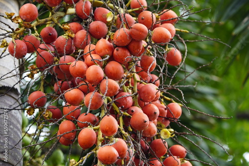Fruits of Cyrtostachys renda, also known by the common names red sealing wax palm and lipstick palm Manaus – Amazonas, Brazil