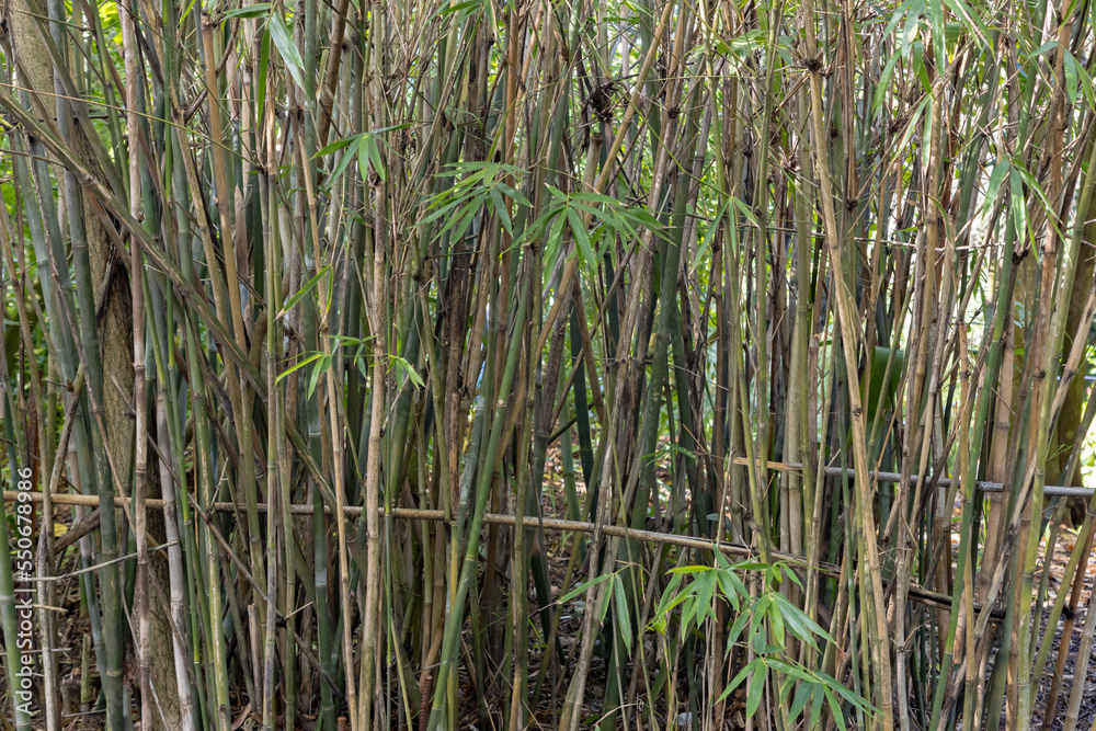 Obraz premium Different bamboo stems in a green garden