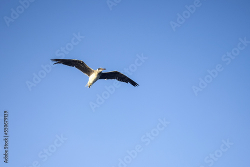 Large white seagull flies in blue clear sky, freedom in wild. Copy space. Selective focus.