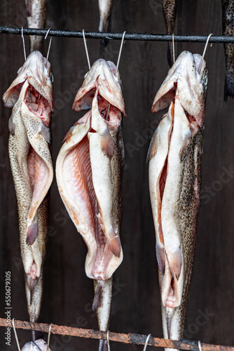 Rainbow trout fish is prepared for smoking