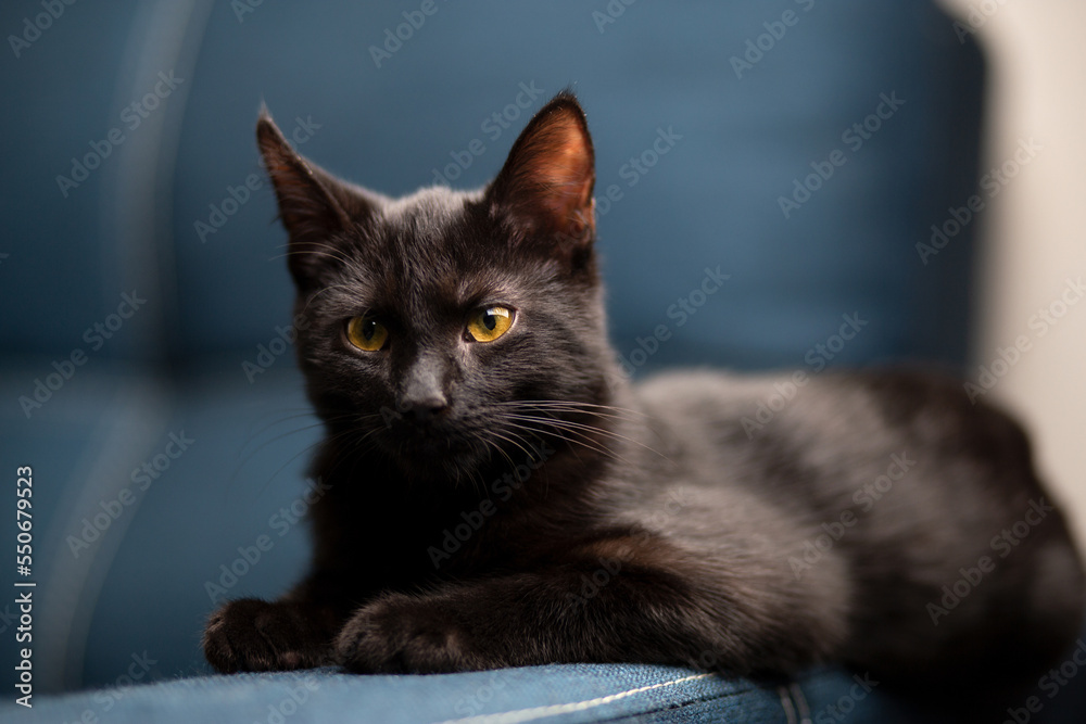 home beautiful serious kitten  with yellow eyes lies and plays on the blue sofa