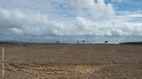 Panoramic view of bare field with Grazing brown cows, pine trees and hills in distance. Agricultural country landscape near Odeceixe, Portugal. Cloudy autumn day © Kristyna