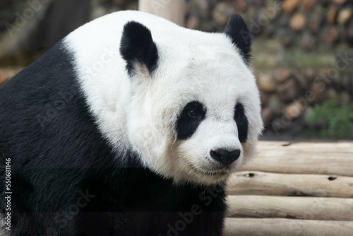 Female Panda in Thailand, Lin Hui