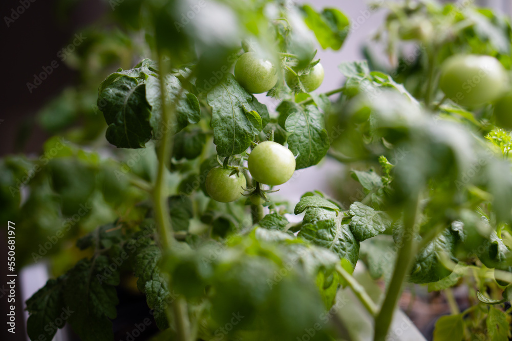 Fototapeta premium Little green tomatoes on a branch close-up