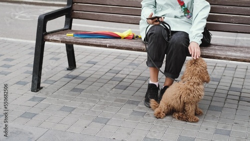 Photographie Close-up of the legs of a woman who is resting on a bench while walking her dog