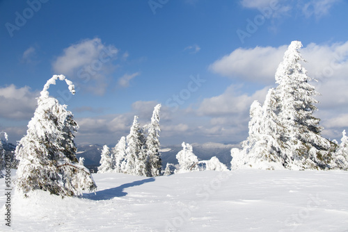Carpathian mountains, Ukraine. Wonderful snow-covered firs against the backdrop of mountain peaks. Panoramic view of the picturesque snowy winter landscape. Gorgeous and quiet sunny day.