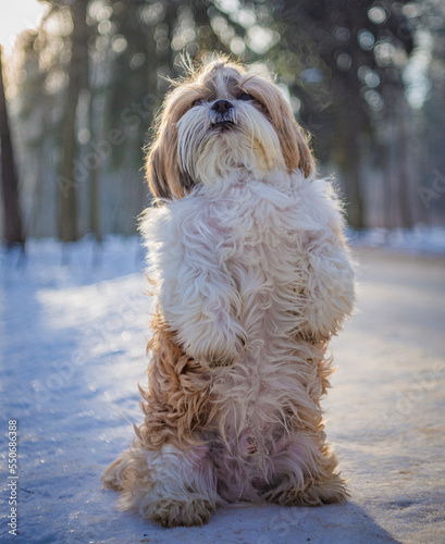 shih tzu dog in winter in the forest in the rays of the sun photo