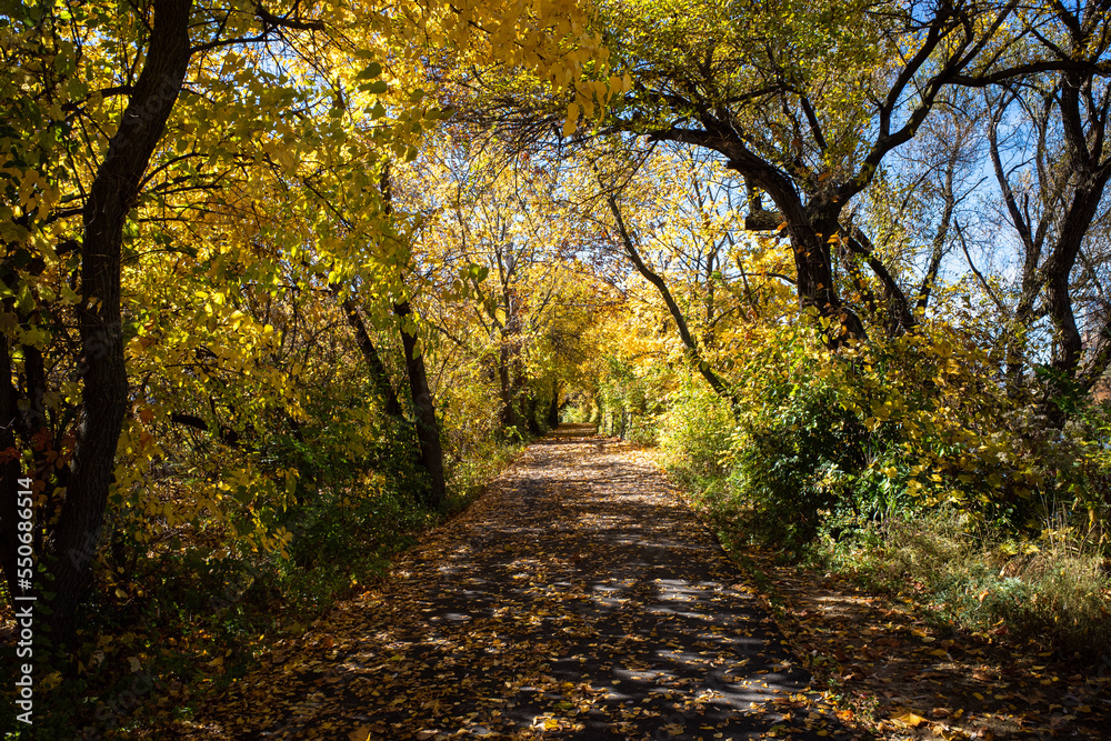 Naklejka premium Outdoors adventure hiking on path covered with leaves and surrounded by beautiful fall colored trees and with rays of sun light coming through the foliage.