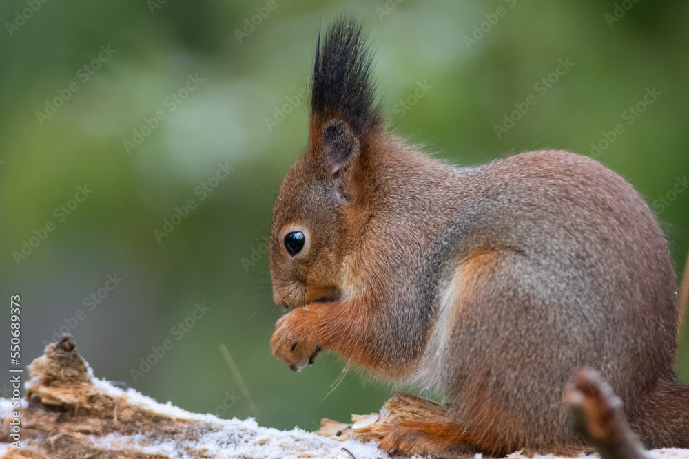 Squirrel eating a seed Squirrel eating a seed