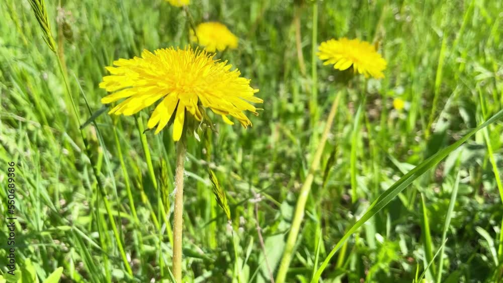 Yellow dandelion flowers on green field with green grass. 4K video clip Yellow dandelion flowers on green field with green grass. 4K video clip