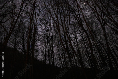 View of the starry sky