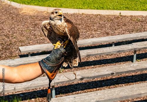 Falco rusticolus, gyrfalcon, sitting on its trainer´s glove on a sunny summer day