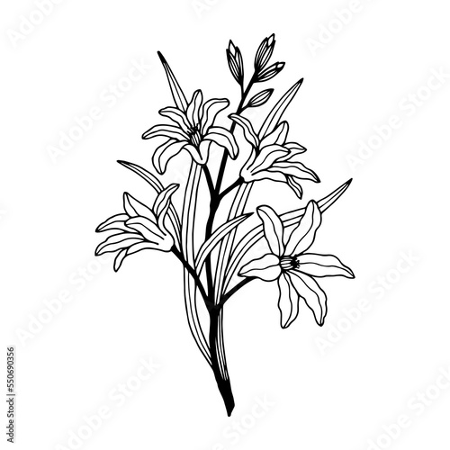 Chionodox flowers. Vector stock illustration eps10. Outline, isolate on white background. 