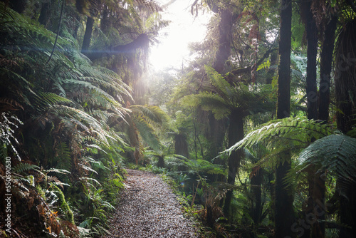 New Zealand forest © Galyna Andrushko