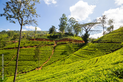 Tea plantation