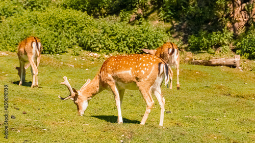 Beautiful fallow deer on a sunny summer day at the famous Gern Alm, Achensee, Tyrol, Austria