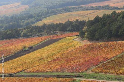 autumn in the vineyards 
