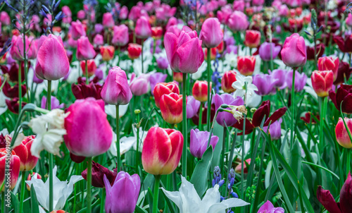 Colouful tulips