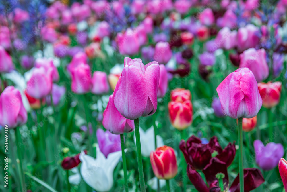Colouful tulips