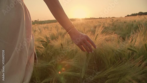 Astonishing natural environment of remote countryside. Close-up view of unrecognized female hand touching wheat crops while walking towards the sunset skyline. High quality 4k footage
