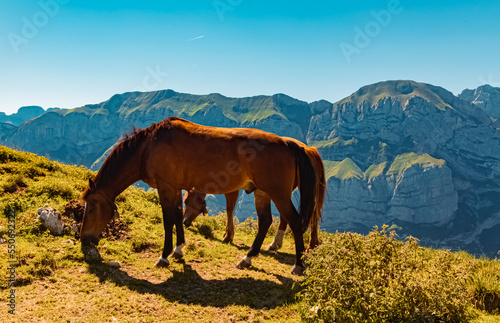 Beautiful alpine summer view with two horses at the famous Ebenalp  Appenzell  Alpstein  Switzerland