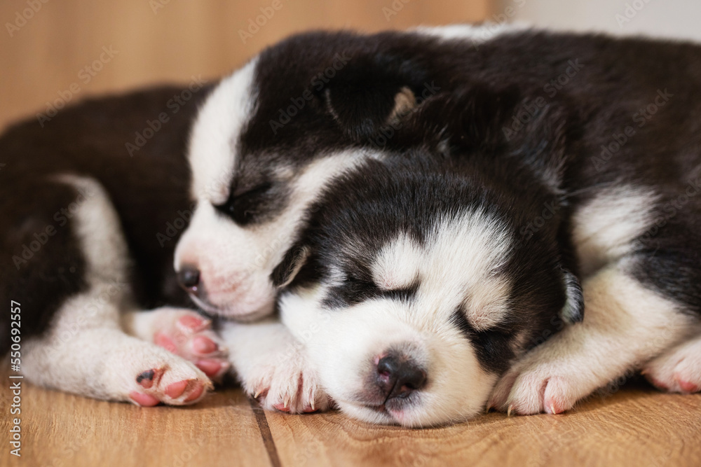 Black and white husky puppies resting on the floor in a house or apartment