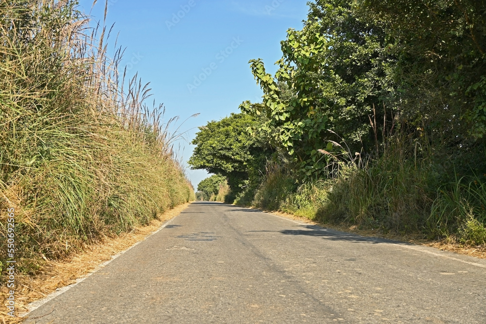 Fototapeta premium Countryside road between fields and forests in India.