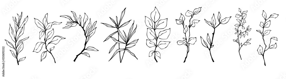 Naklejka premium Set of botanical linear sketches of various branches with leaves, herbs.Vector graphics.