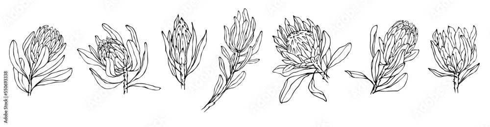 Set of sketches of protea flowers and buds.Vector graphics - obrazy, fototapety, plakaty 