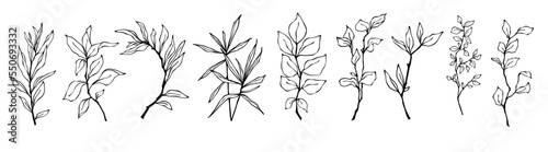 Set of botanical linear sketches of various branches with leaves  herbs.Vector graphics.