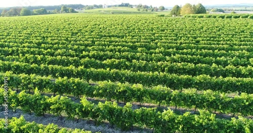 Vue aérienne de vignes dans le bordelais - coucher de soleil