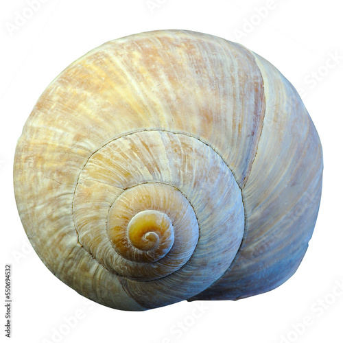 convolutions of a snail shell in close-up