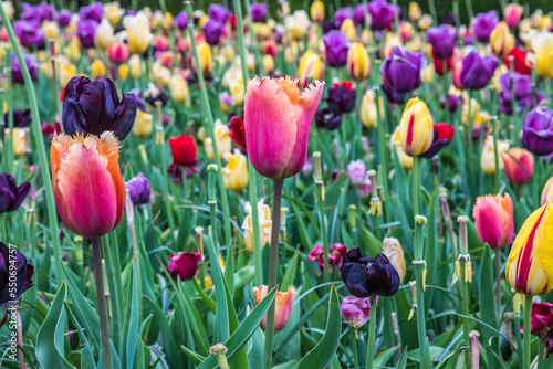 Colouful tulips