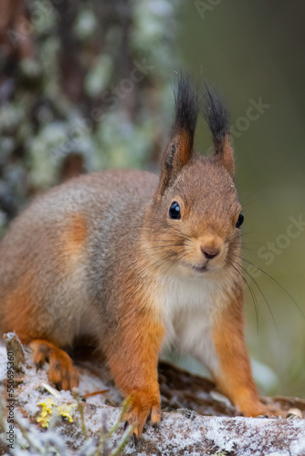 Suprised squirrel