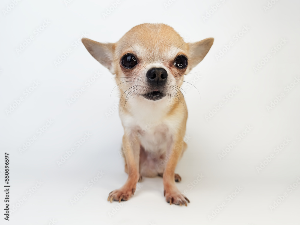 Beautiful little small dog, happy Chihuahua puppy isolated on white background