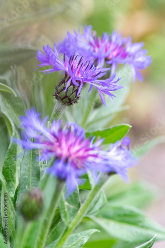 Centaurea montana mountain cornflower blue purple flowers in bloom  knapweed bluet flowering plant