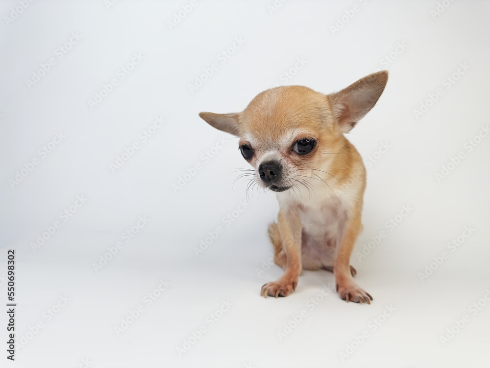 Beautiful little small sad upset dog, happy Chihuahua puppy isolated on white background