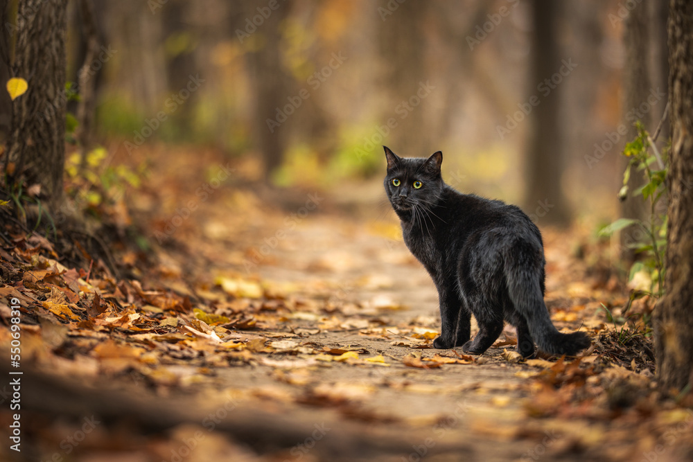 Black cat standing on path in autumn forest