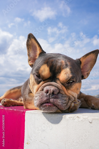 Fototapeta Naklejka Na Ścianę i Meble -  cute French bulldog