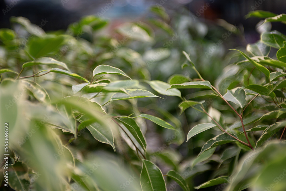 Obraz premium Closeup photography of ficuses buds in pots at greenhouse. Background from green leafs.