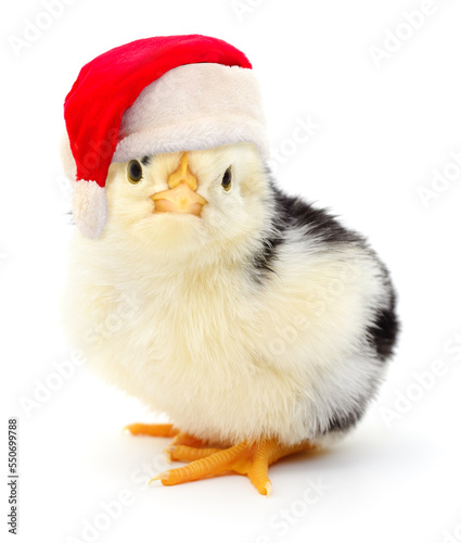Chicken in a red Santa Claus hat.