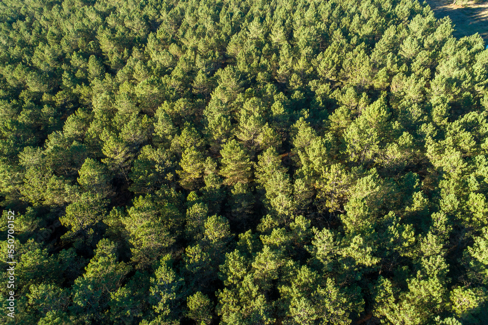 overhead aerial drone view of a pine forest at sundown
