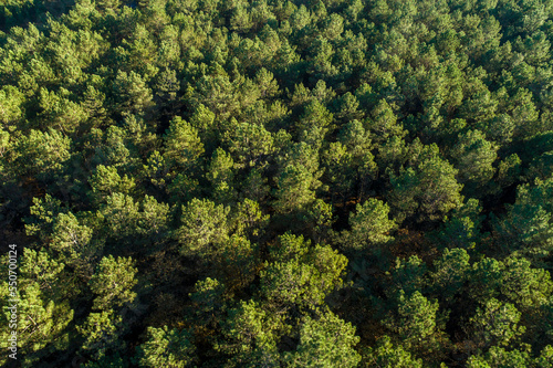 overhead aerial drone view of a pine forest at sundown