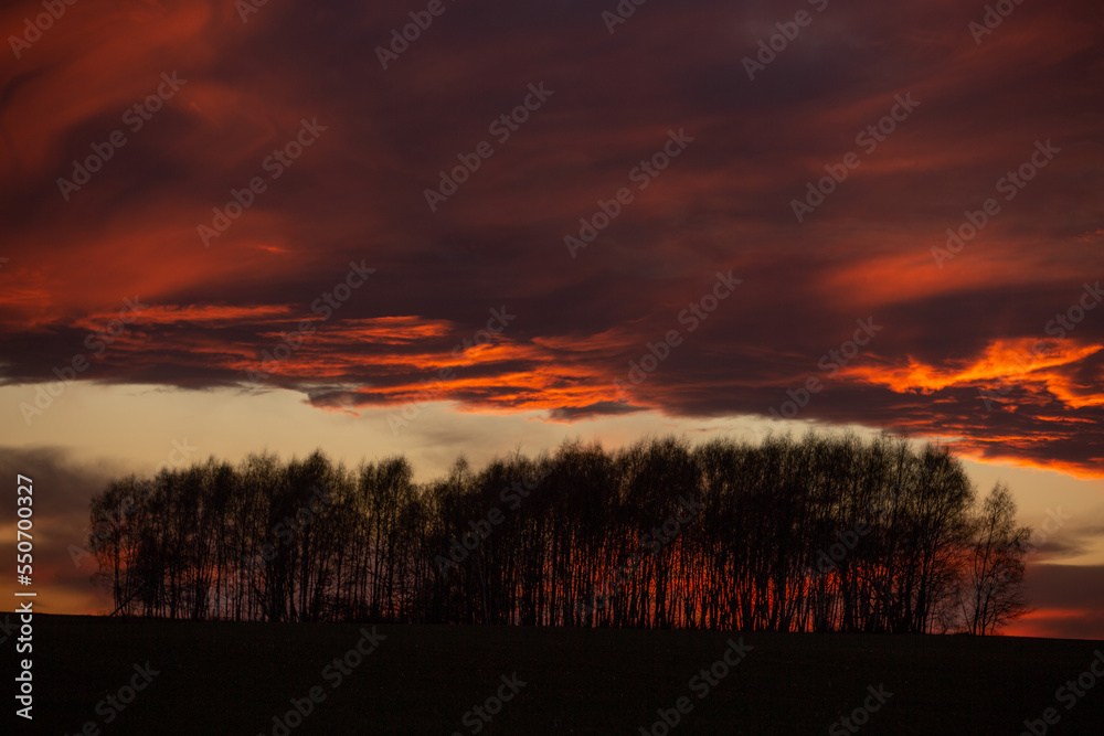 Fototapeta premium Las - Forest