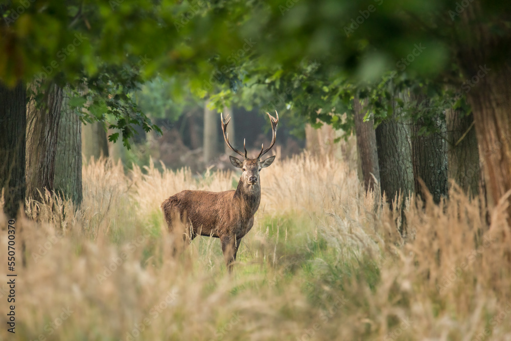Jeleń - red deer