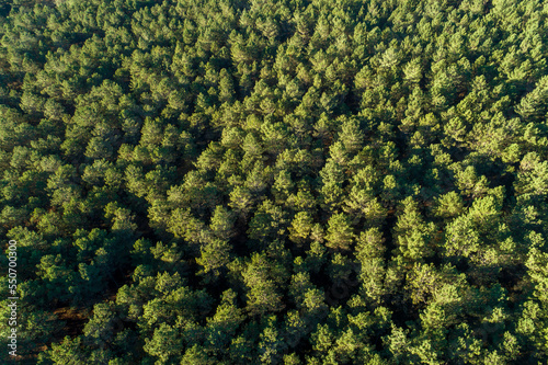 zenithal aerial drone view of a pine forest at dusk © Vic