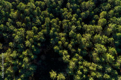 zenithal aerial drone view of a pine forest at sunset
